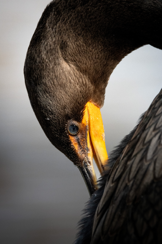 Featured picture #1 - Cormorant