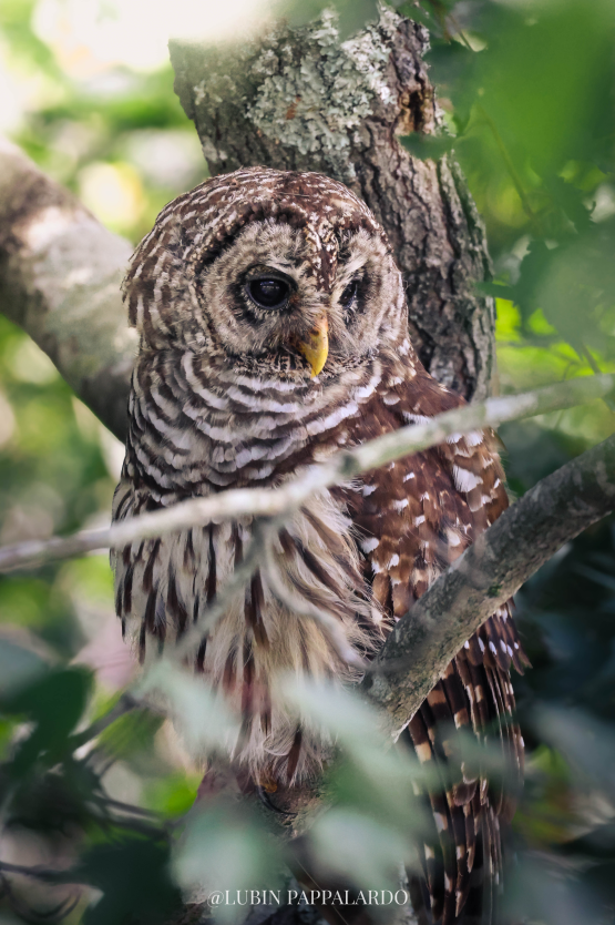 Featured picture #2 - Barred Owl