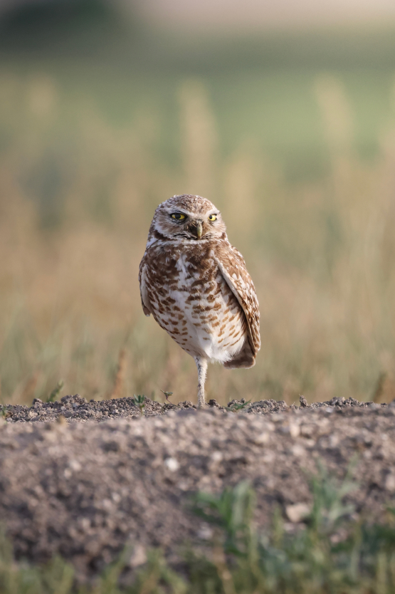 Featured picture #6 - Burrowing Owl